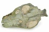 Fossil Oreodont (Merycoidodon) Skull with Puncture Wounds #351487-6